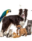 ‘Pandemic Pets’ in Multifamily Communities