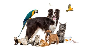 Group of pets posing around a border collie; dog, cat, ferret, rabbit, bird, fish, rodent