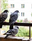Four pigeons sitting on the balcony on the background of the city close up