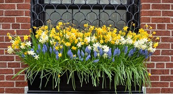 Urban Plant Care Narcissus is a genus of predominantly spring perennial plants of the amaryllis family, Amaryllidaceae. Various common names including daffodil
