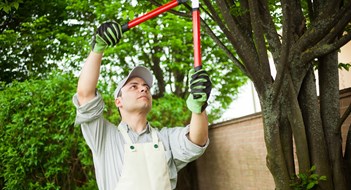 Tree Care & Maintenance Professional gardener pruning a tree