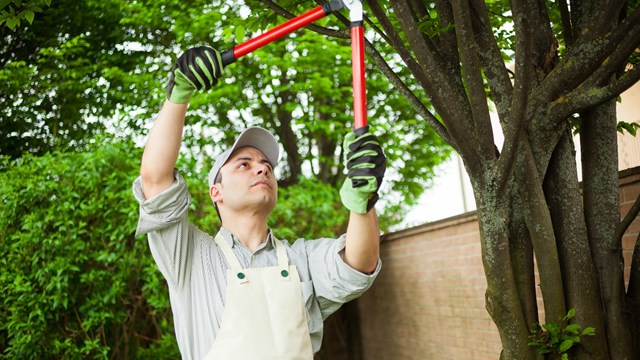 Professional gardener pruning a tree