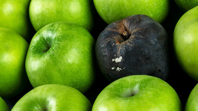 Rotten apple and fresh apple. The Corruption concept. The concept of bad people in society. Rotten apple surrounded by fresh.