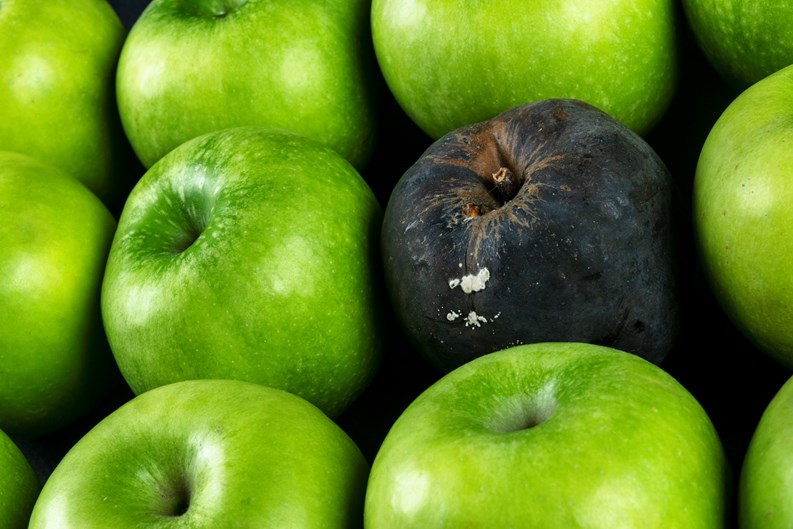 Rotten apple and fresh apple. The Corruption concept. The concept of bad people in society. Rotten apple surrounded by fresh.