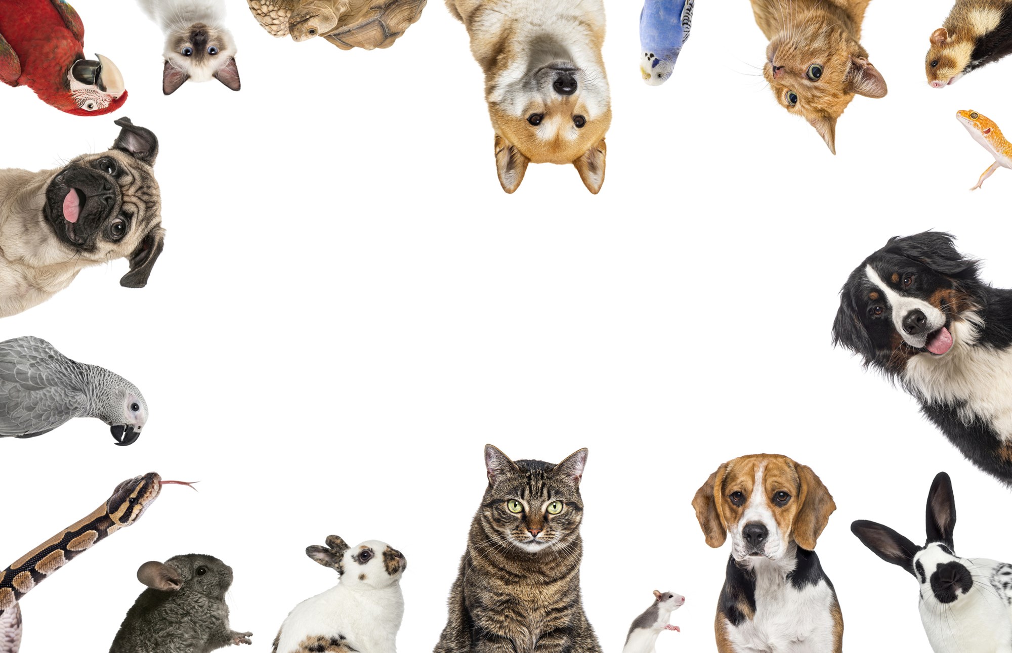 Large group of pets framing a blank space, looking curious, on a white background