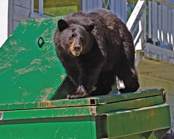 Don't Feed the Bears!