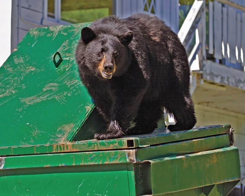 Homeowners May Be Inviting Guests Don't Feed the Bears! New England Condominium